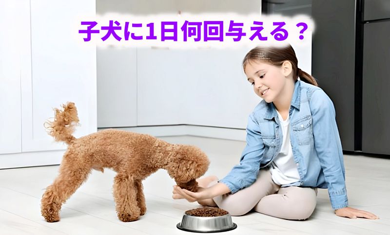 子犬に1日何回食事を与えるべきか解説する、トイプードルと女の子の画像