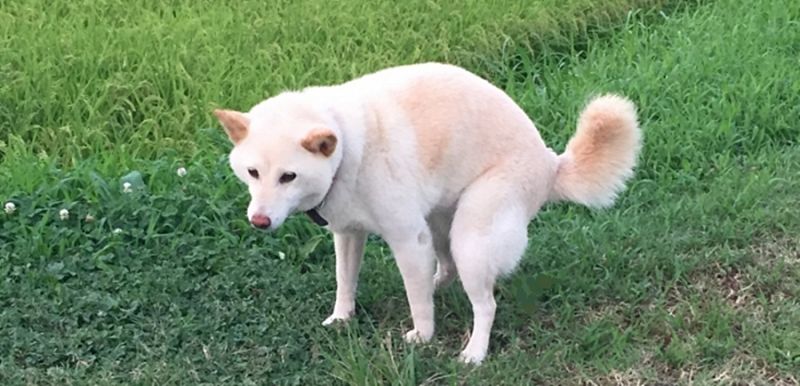 草むらで排泄をしている白い犬の様子